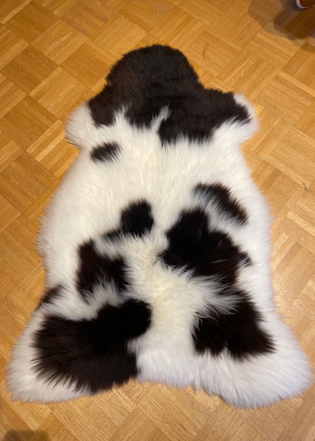 Englisches Jacobschaf "Unikat" 24-11-09 – Bild 3