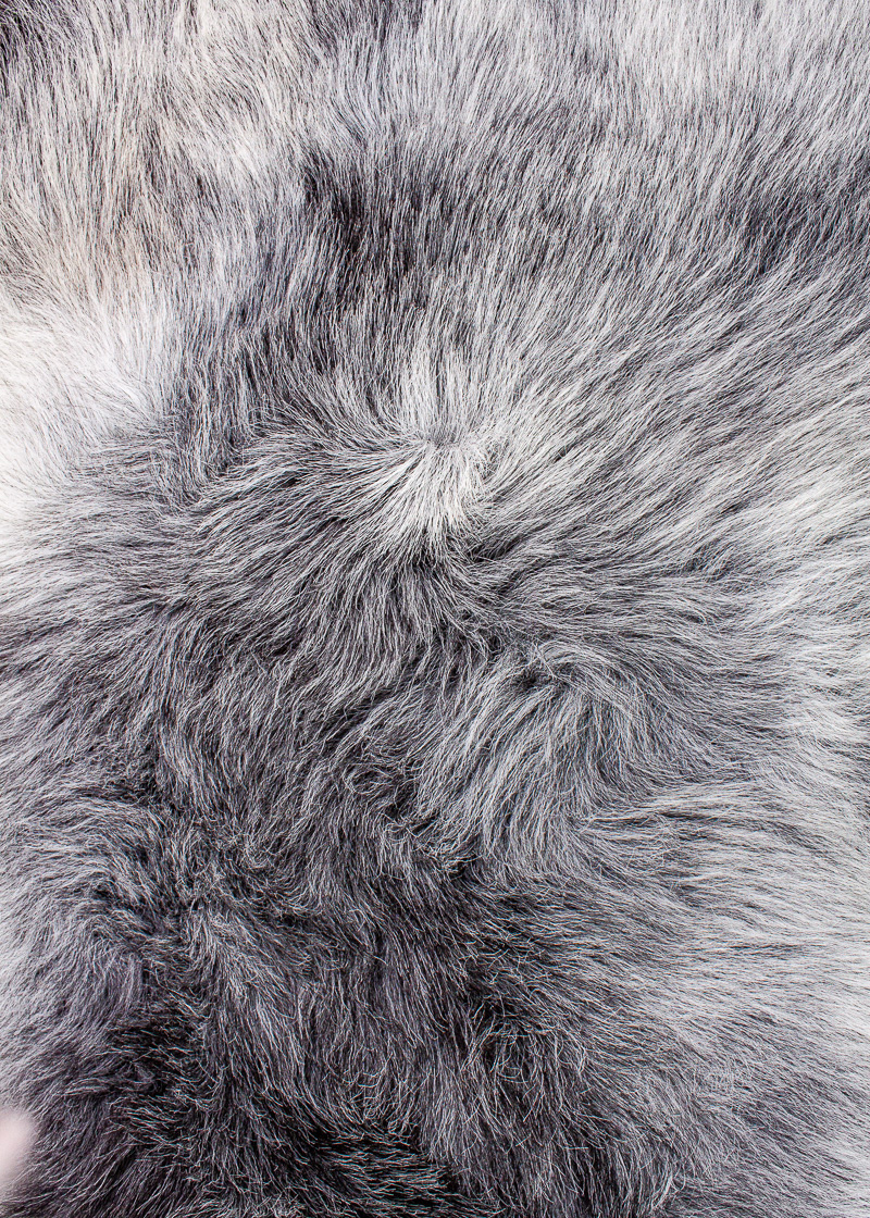 Echte Heidschnucke"Unikat" 2025-8-03 – Bild 5