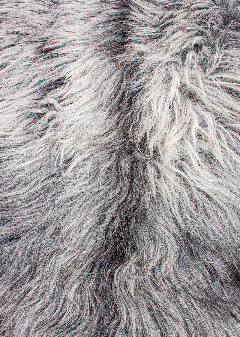 Echte Heidschnucke"Unikat" 2025-8-10 – Bild 3