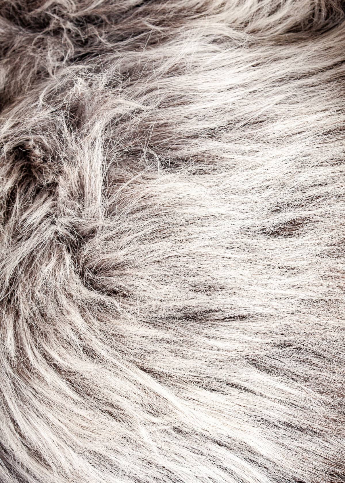 Echte Heidschnucke"Unikat"2025-11-09 – Bild 3