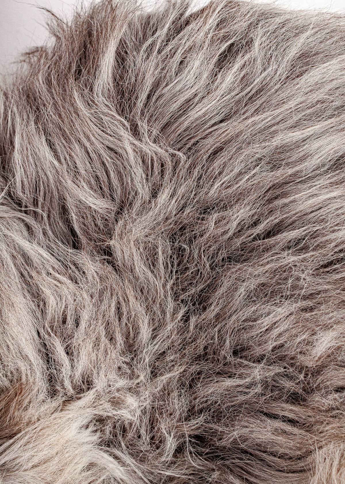 Echte Heidschnucke"Unikat"2025-11-09 – Bild 4