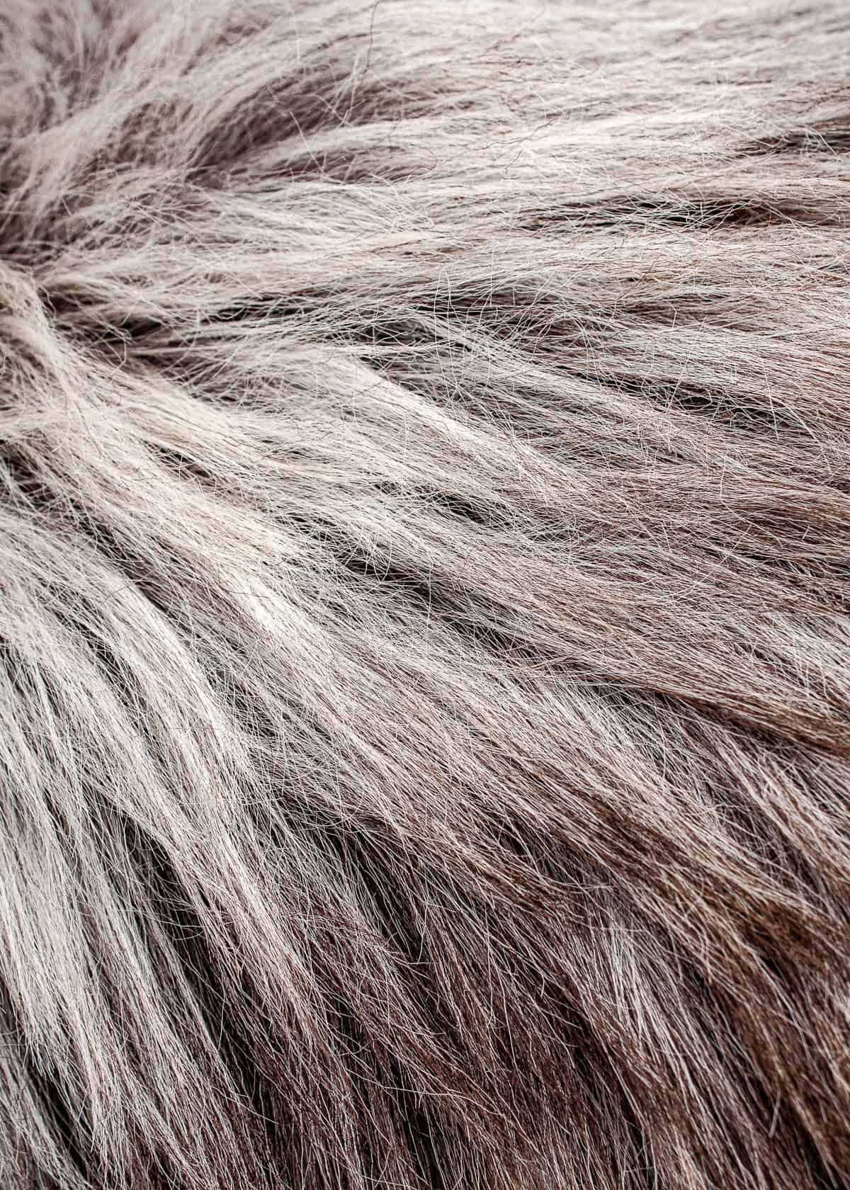 Echte Heidschnucke"Unikat"2025-11-09 – Bild 5