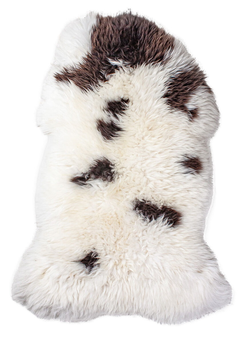 Englisches Jacobschaf "Unikat"  2025-261002