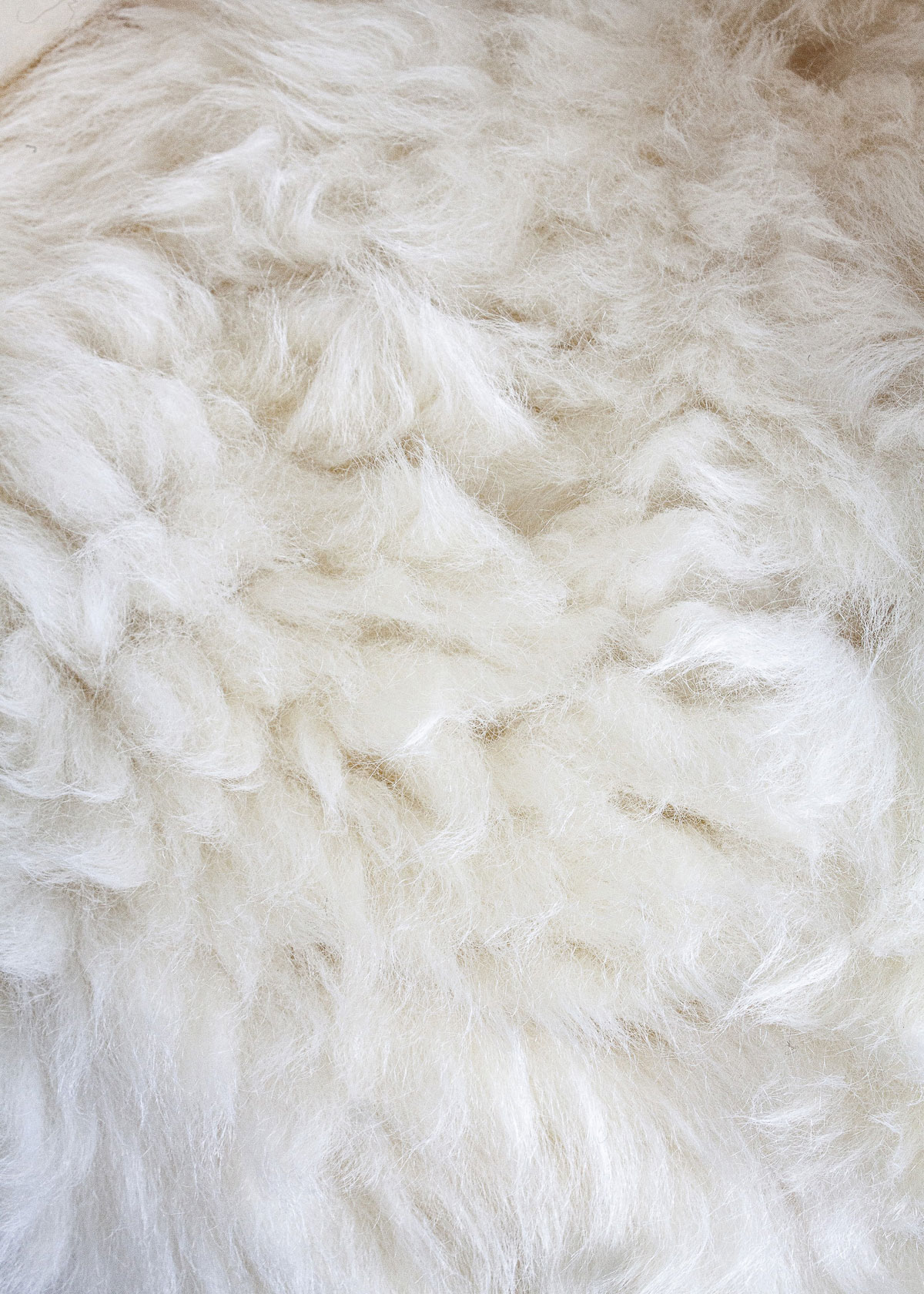 Deutsches Wollschaf "Unikat" 2025-11-12 – Bild 3