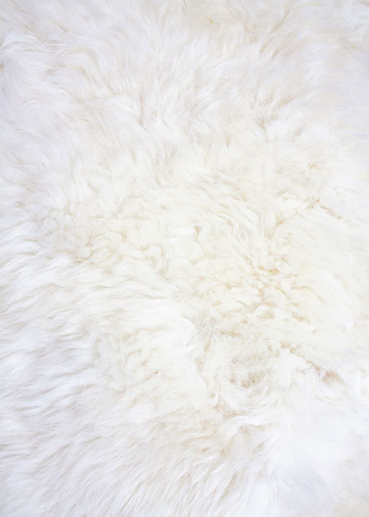 Deutsches Wollschaf "Unikat" 2025-11-12 – Bild 4