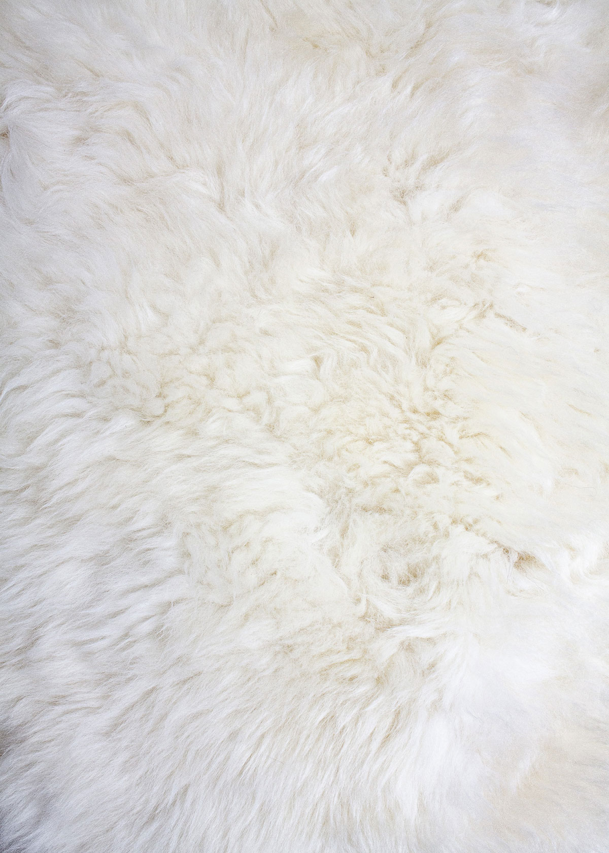 Deutsches Wollschaf "Unikat" 2025-11-12 – Bild 5