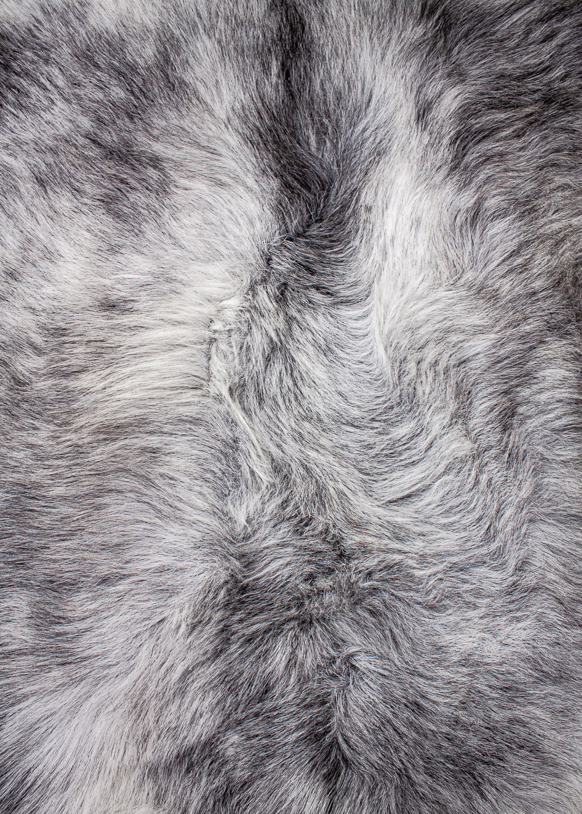 Echte Heidschnucke"Unikat"2025-11-2601 – Bild 4