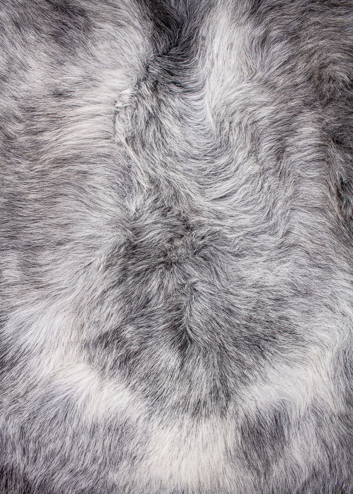 Echte Heidschnucke"Unikat"2025-11-2601 – Bild 5