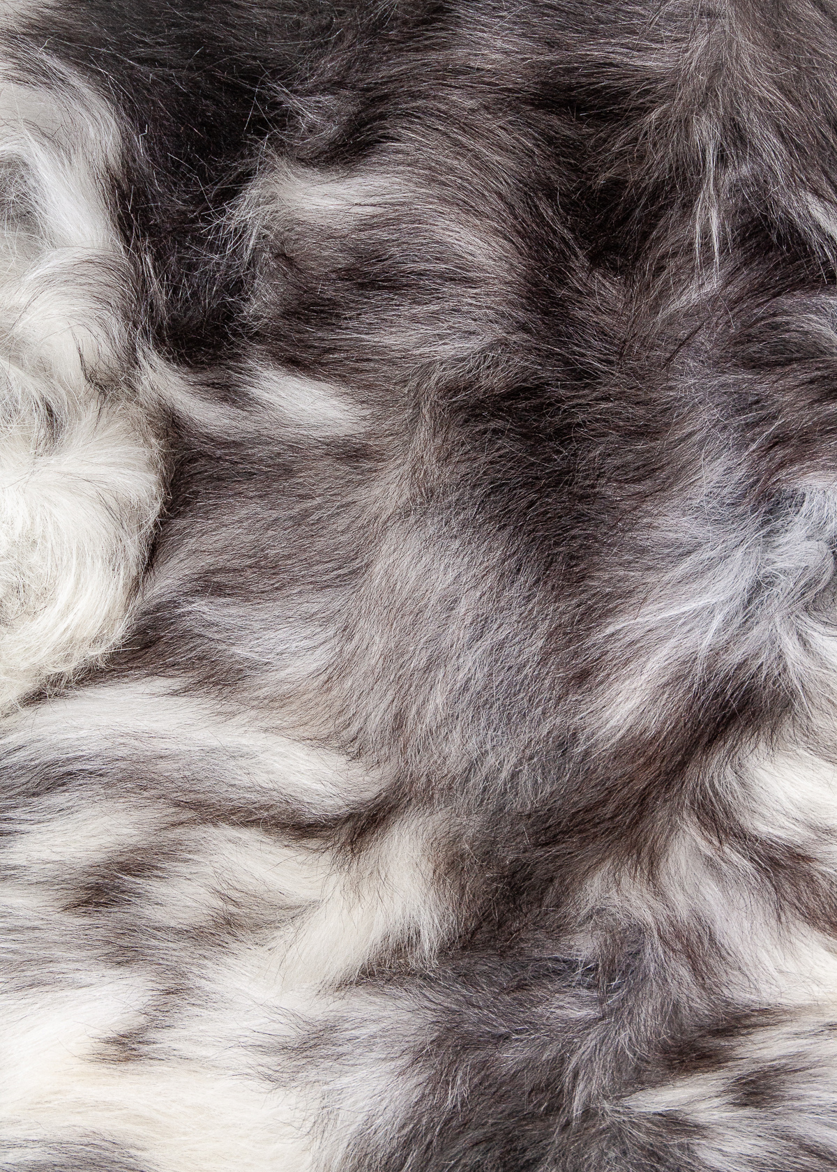 Echte Heidschnucke"Unikat"2025-11-2605 – Bild 3