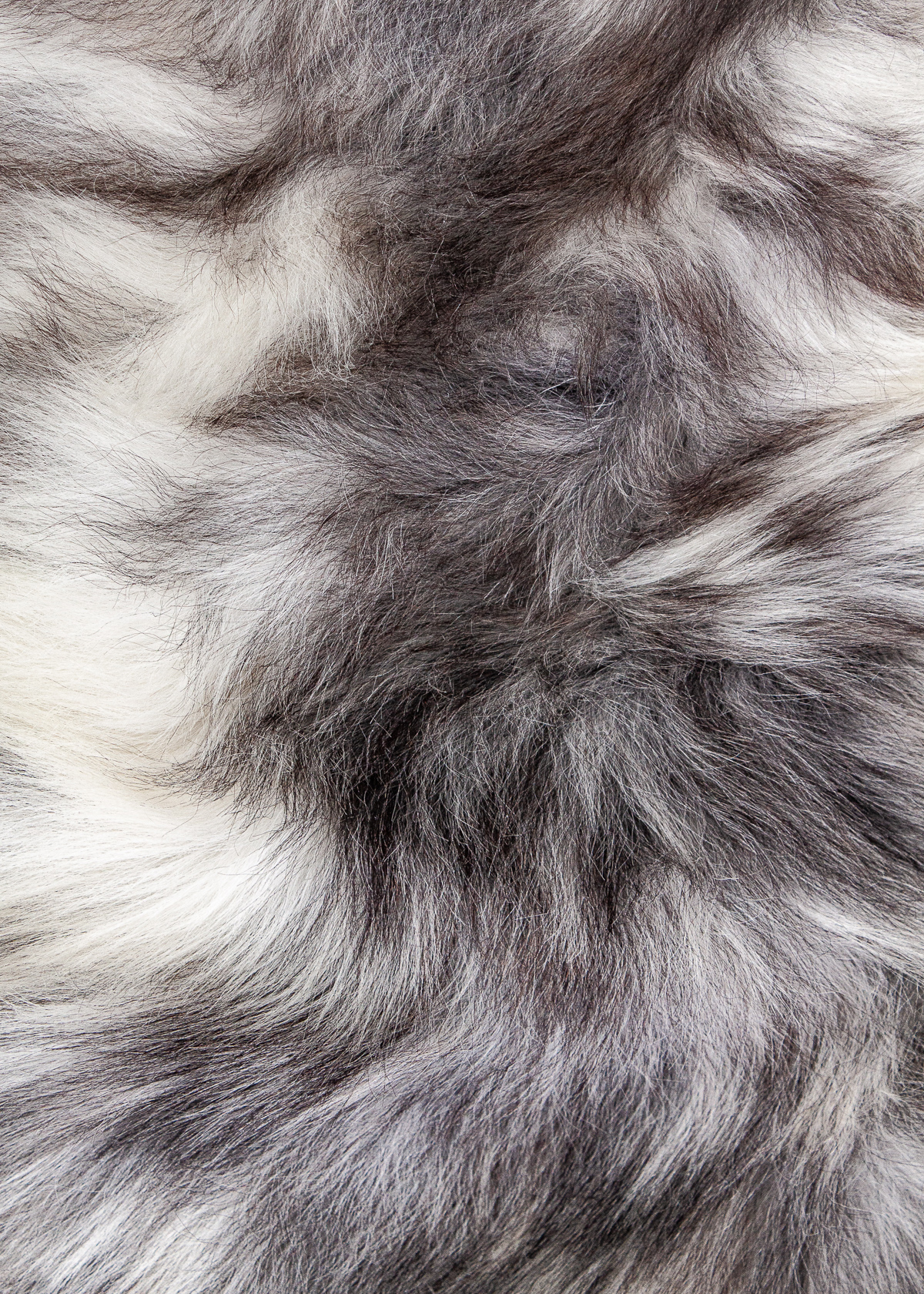 Echte Heidschnucke"Unikat"2025-11-2605 – Bild 4