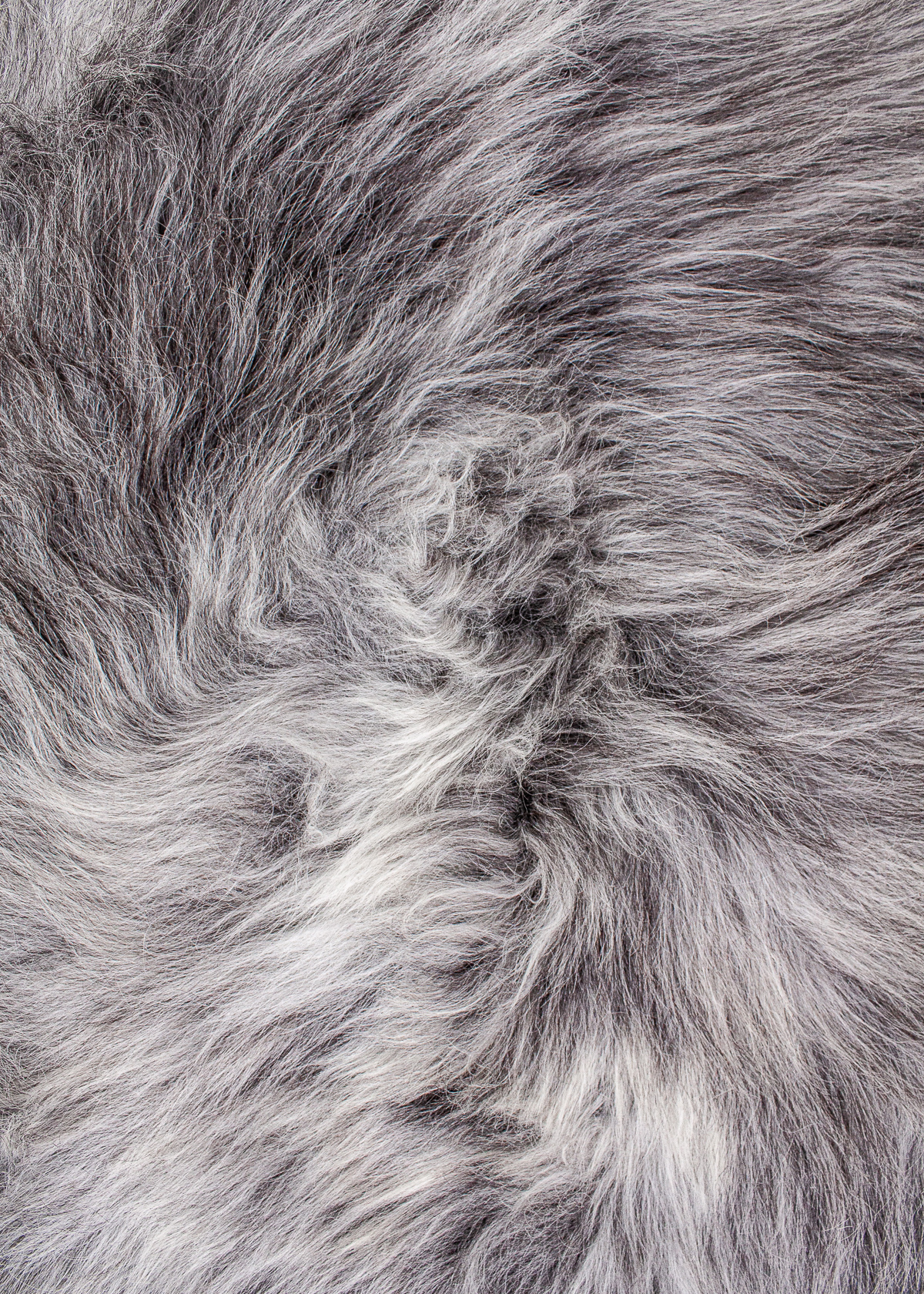 Echte Heidschnucke"Unikat"2025-11-2607 – Bild 3