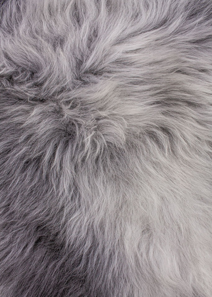 Echte Heidschnucke"Unikat"2026-2-013 – Bild 5