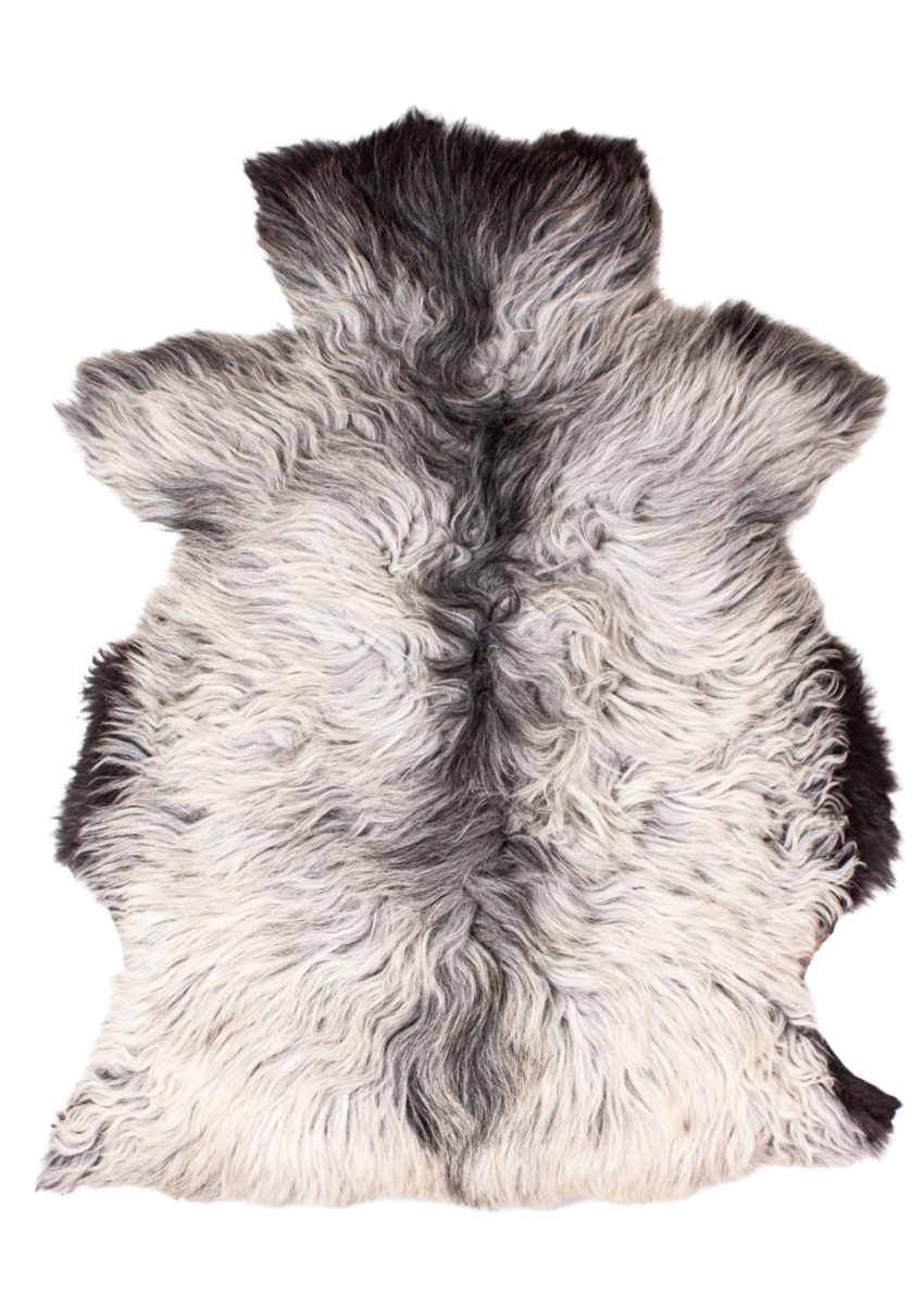 Echte Heidschnucke"Unikat" 2026-3-05