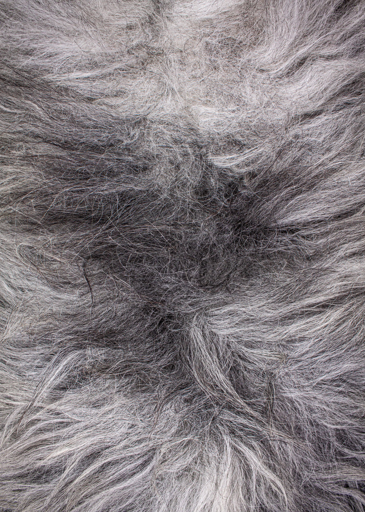 Echte Heidschnucke"Unikat" 2026-3-07 – Bild 3