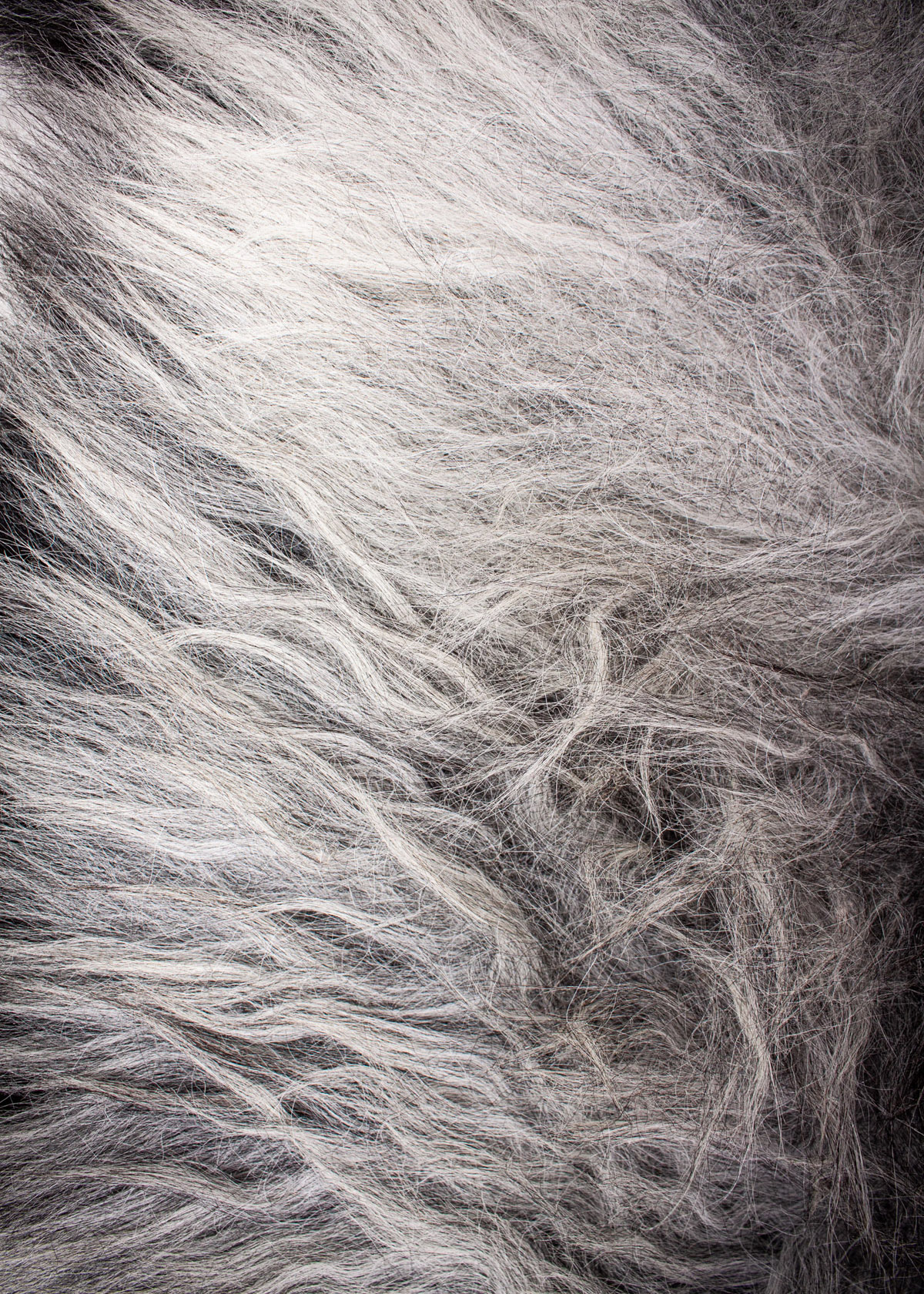 Echte Heidschnucke"Unikat" 2026-3-07 – Bild 4