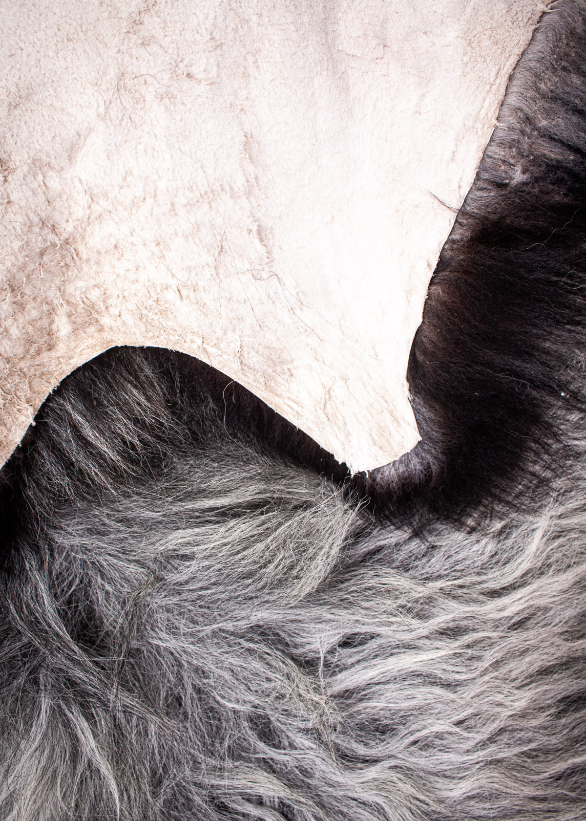 Echte Heidschnucke"Unikat" 2026-3-07 – Bild 5