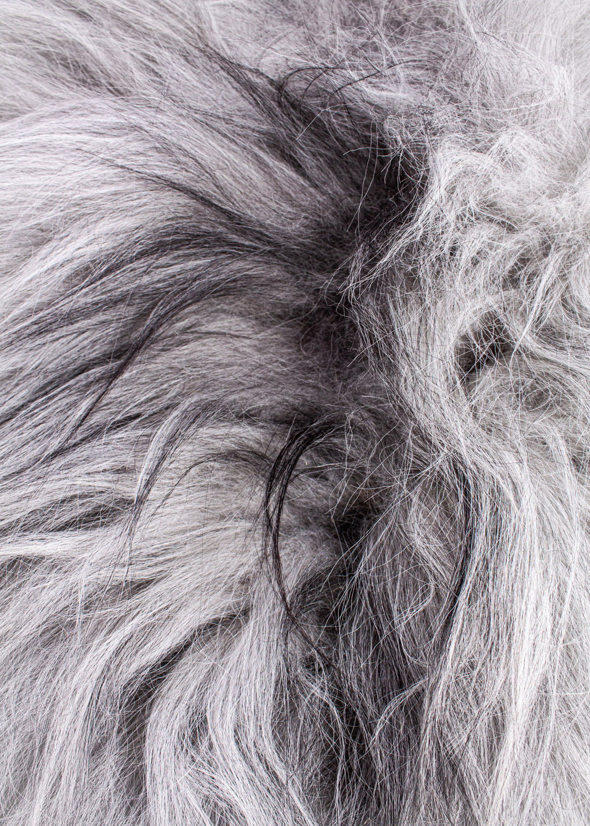 Echte Heidschnucke"Unikat" 2026-3-09 – Bild 3