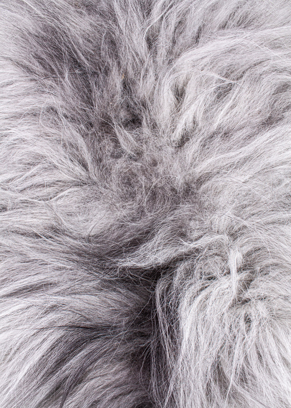 Echte Heidschnucke"Unikat" 2026-3-09 – Bild 4