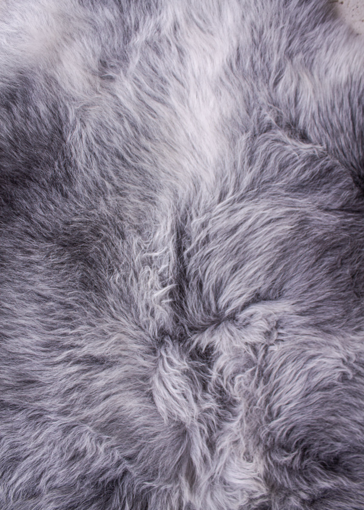Echte Heidschnucke"Unikat" 26-84-09 – Bild 5